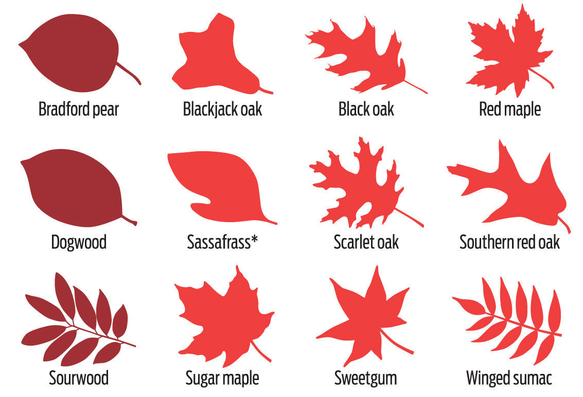 Leaves that turn red